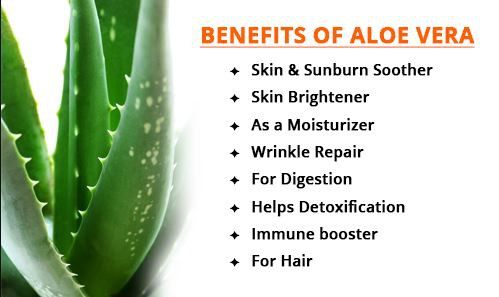 aloe vera powder 200x benefits