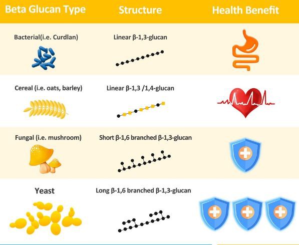 Bakers Yeast Beta Glucan Benefits