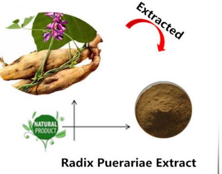 Puerarin Extract-1