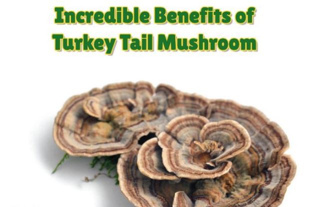 Turkey Tail Mushroom Extract Benefits