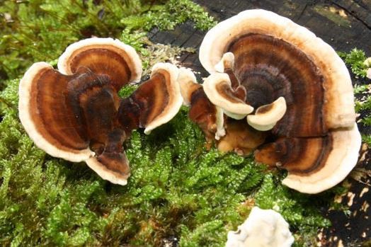 Turkey Tail Mushroom Powder Benefits