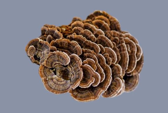 Turkey Tail Powder Benefits