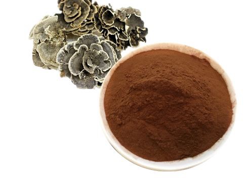 Coriolus Extract