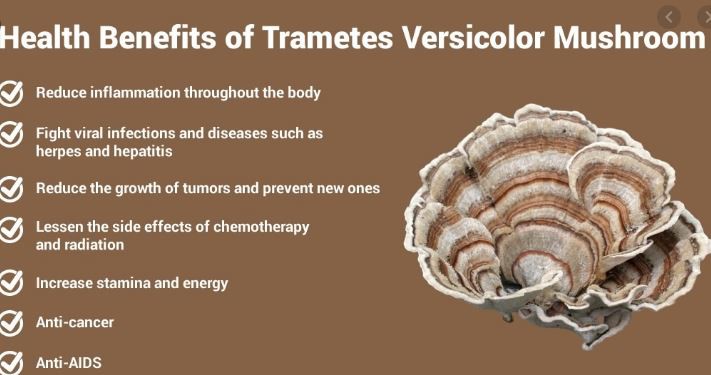 Coriolus Versicolor benefits