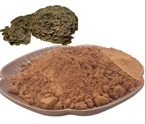 Coriolus Mushroom Extract