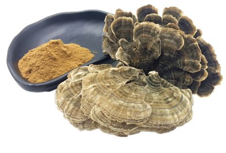 Coriolus Versicolor Powder-1