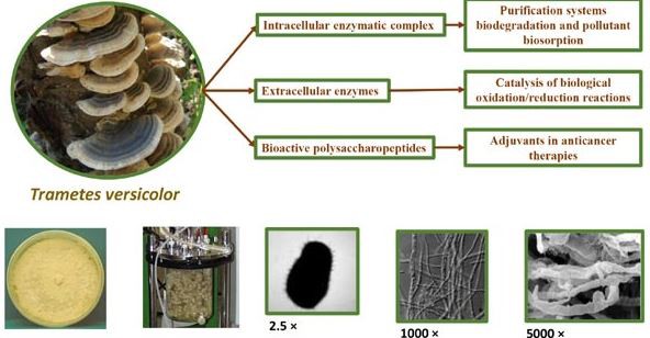 Trametes Versicolor Extract Benefits