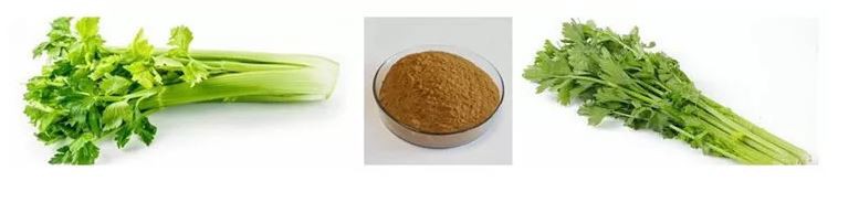 Organic Celery Powder-1