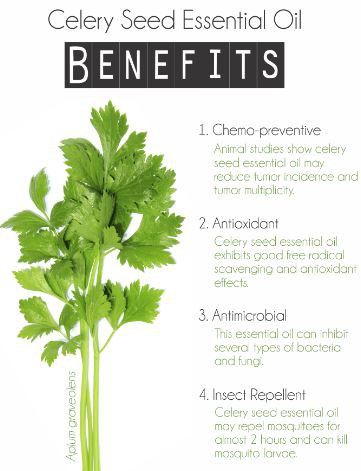 Organic Celery Seed Powder Benefits