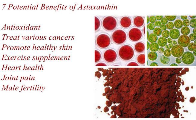 astaxanthin powder for sale Benefits