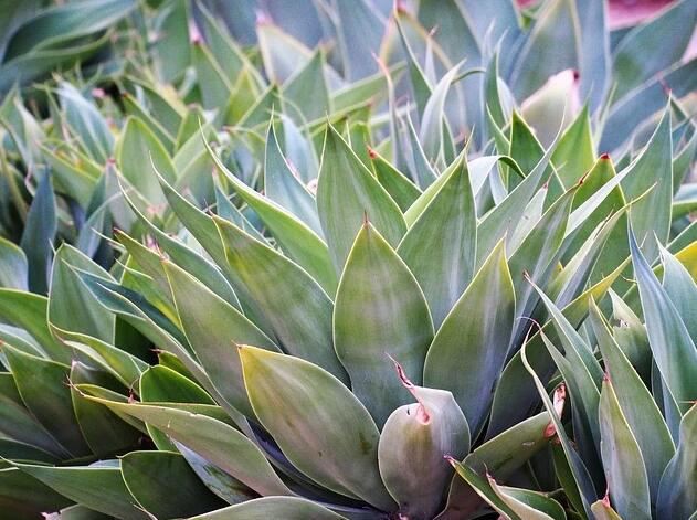 Agave Inulin Powder Benefits