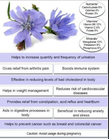 Chicory Root Extract Benefits