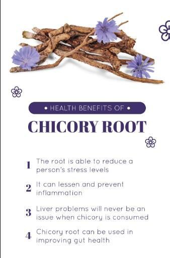 Chicory Root Inulin Powder Benefits