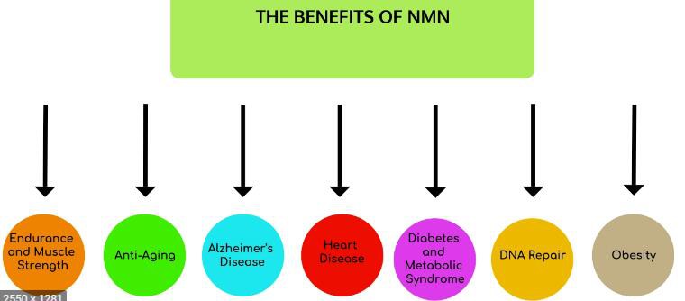 Bulk NMN benefits