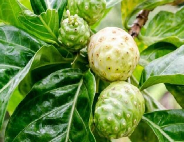 Noni juice extract