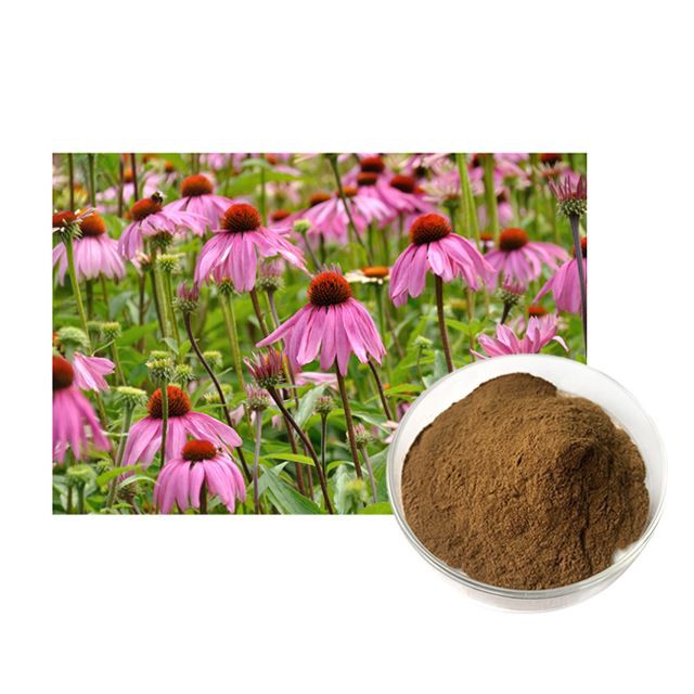 echinacea purpurea root extract