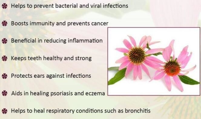 echinacea root extract benefits