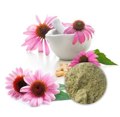 Echinacea powder-1