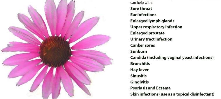 Echinacea Powder benefits