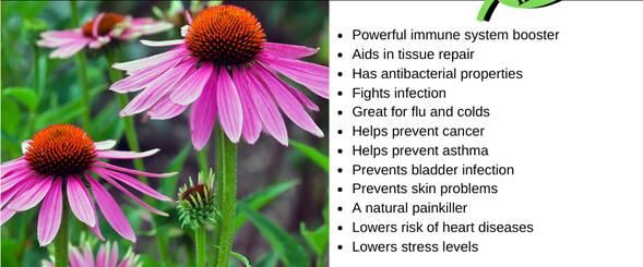 echinacea root powder benefits