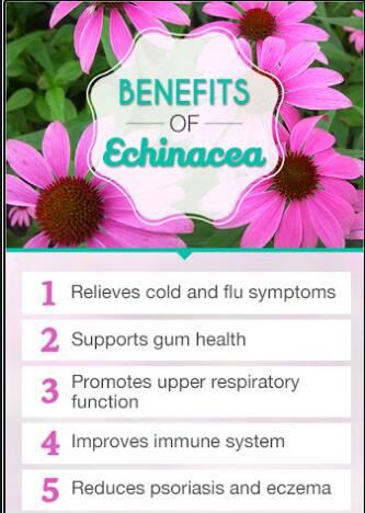 echinacea purpurea powder benefits