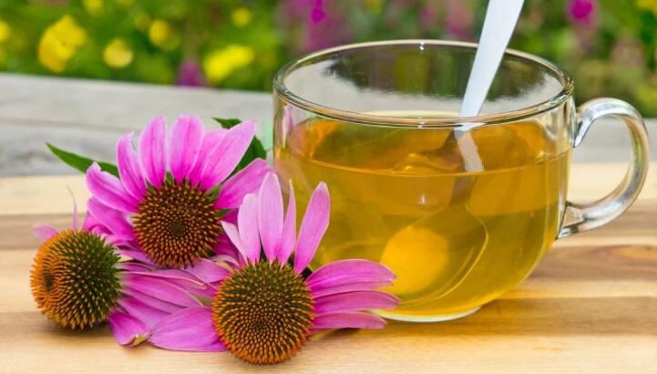 echinacea dry extract