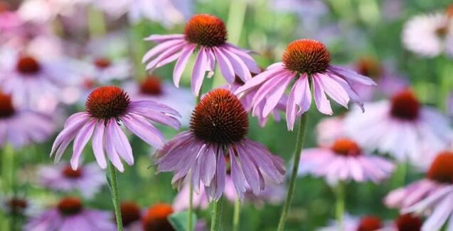 Coneflower Powder benefits