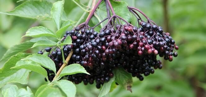 Elderberry Fruit Extract benefits