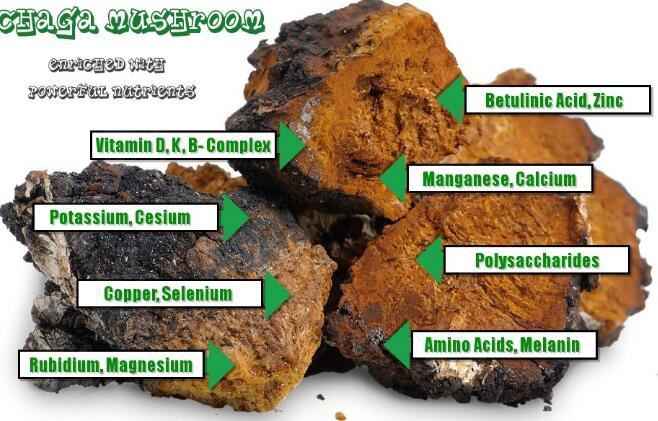 chaga mushroom powder benefits