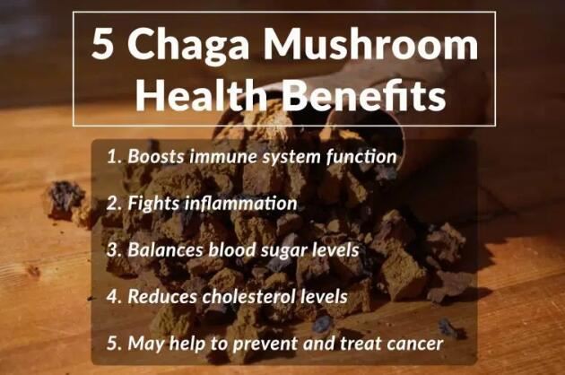 organic chaga mushroom powder benefits