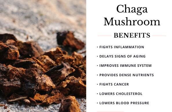 Chaga Powder benefits