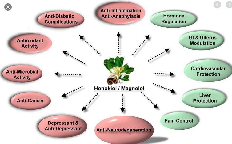 honokiol benefits