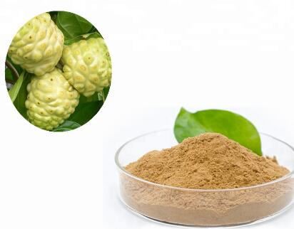 Morinda Citrifolia Extract