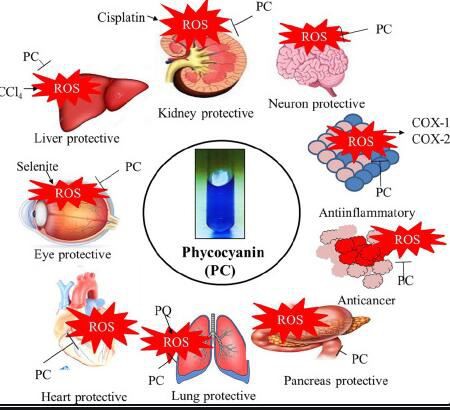 Phycocyanin health benefits Benefits