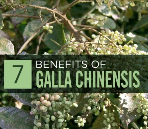 galla chinensis benefits