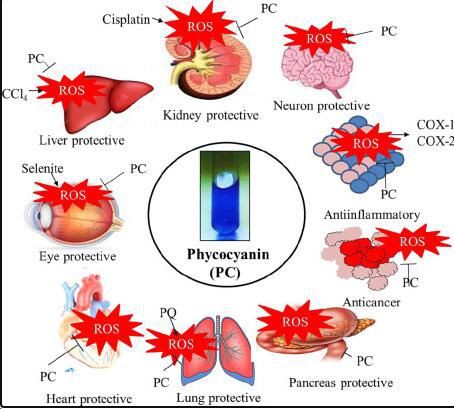 c-phycocyanin benefits