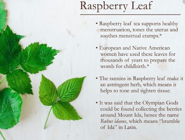 red raspberry leaf benefits