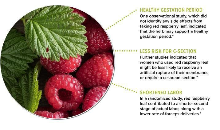 red raspberry benefits