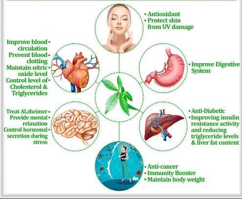 gynostemma pentaphyllum leaf benefits