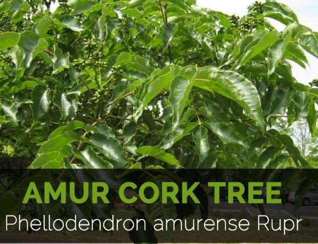 amur cork tree bark benefits