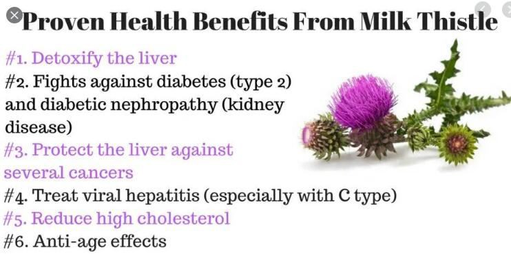 milk thistle health benefits