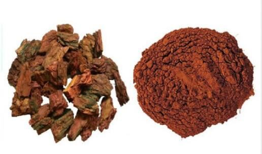 chinese red pine bark extract