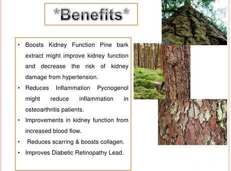 Pine Tree Bark Extract BENEFITS