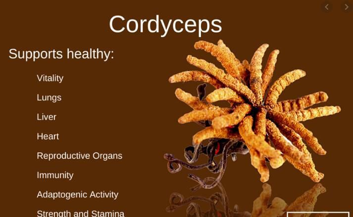 Cordyceps Benefits