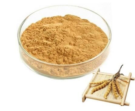 cordyceps extract powder