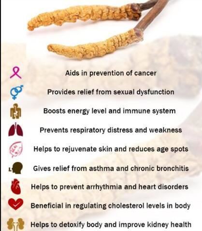 cordyceps sinensis benefits