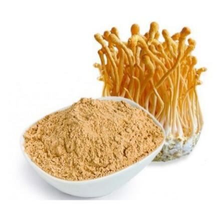 cordyceps militaris powder