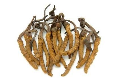 Cordyceps Powder bulk benefits