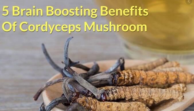 cordyceps mushroom powder benefits