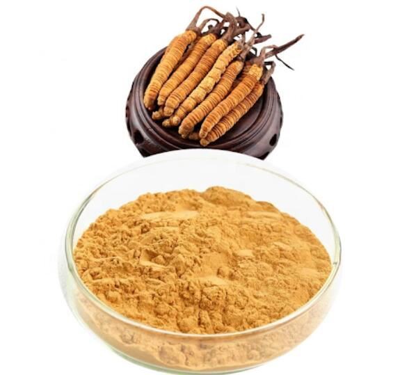 cordyceps sinensis extract powder